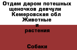 Отдам даром потешных щеночков,девчули - Кемеровская обл. Животные и растения » Собаки   